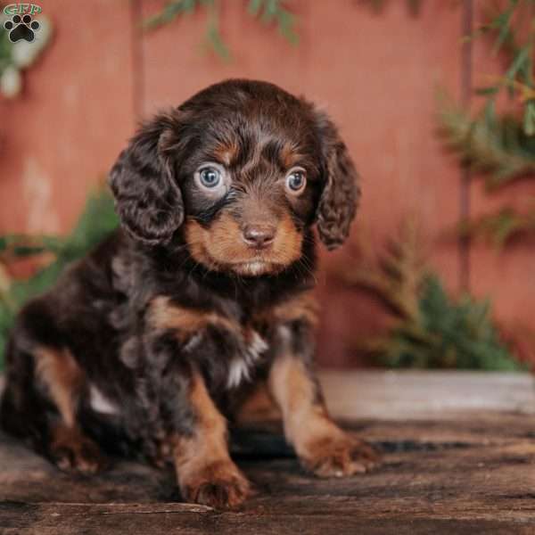 Sophia, Cavapoo Puppy
