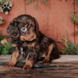 Sophia, Cavapoo Puppy