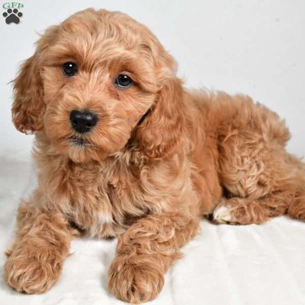 sindy, Cockapoo Puppy