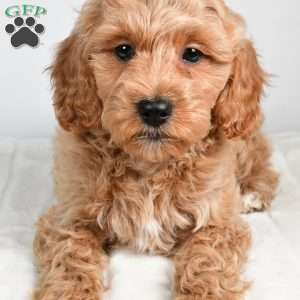 sindy, Cockapoo Puppy