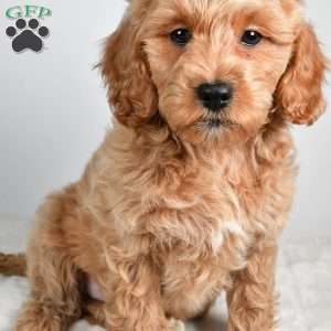 sindy, Cockapoo Puppy