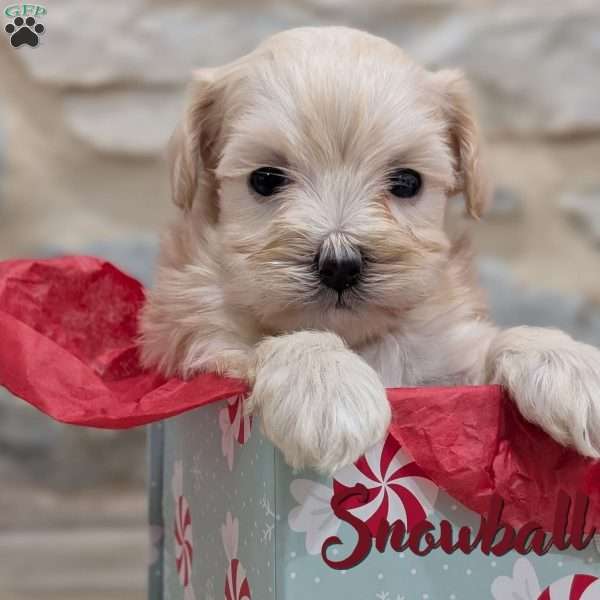 Snowball, Maltipoo Puppy