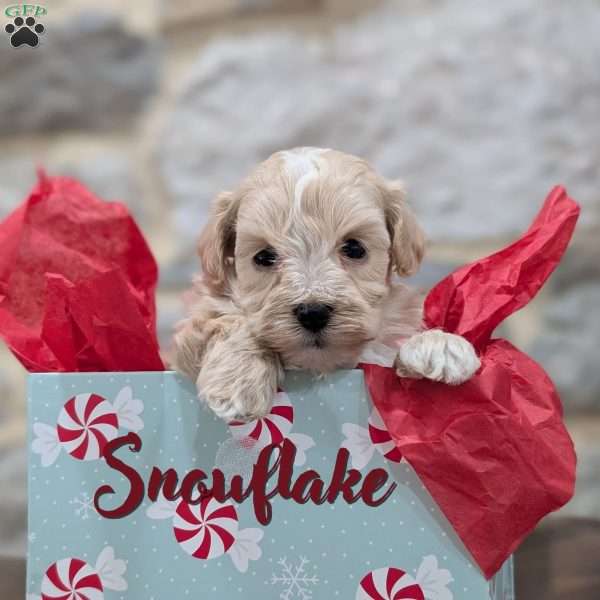 Snowflake, Maltipoo Puppy