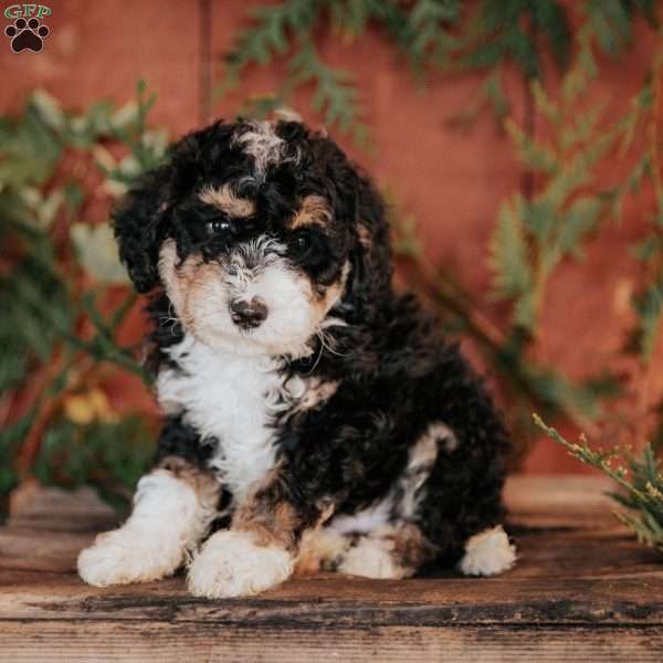 Tanner, Mini Bernedoodle Puppy