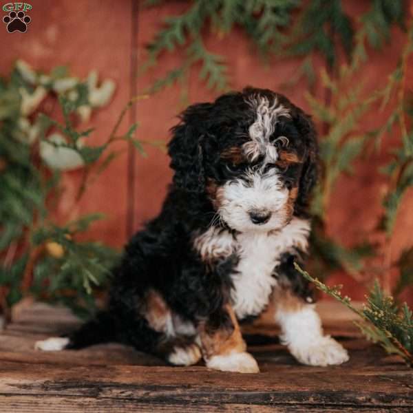 Tina, Mini Bernedoodle Puppy