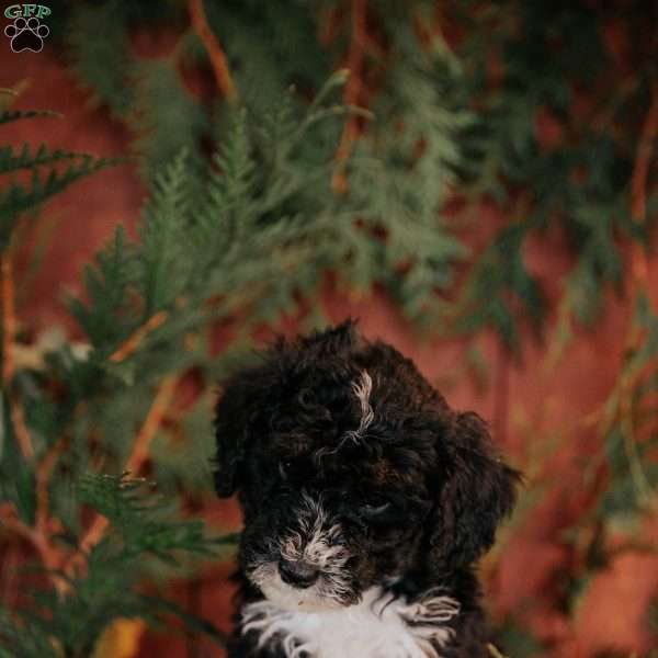 Tucker, Mini Bernedoodle Puppy