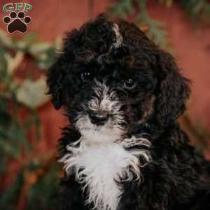 Tucker, Mini Bernedoodle Puppy