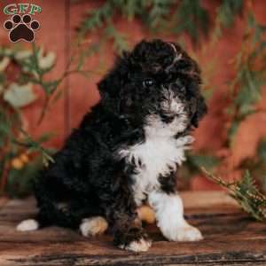 Tucker, Mini Bernedoodle Puppy