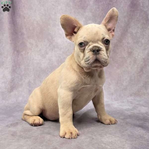 Brady, French Bulldog Puppy