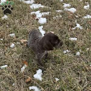 Ruby, German Shorthaired Pointer Puppy