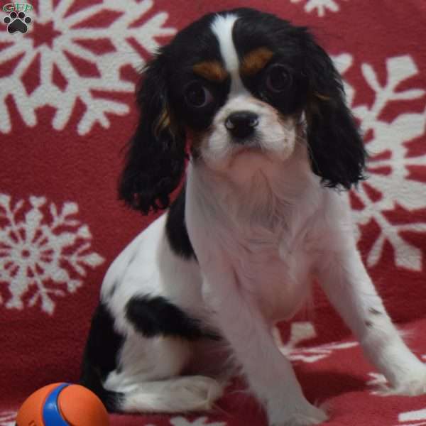 Lexi, Cavalier King Charles Spaniel Puppy