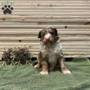 Daisy, Borderdoodle Puppy