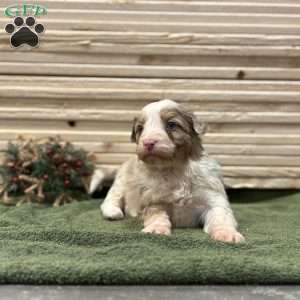 Trixie, Borderdoodle Puppy