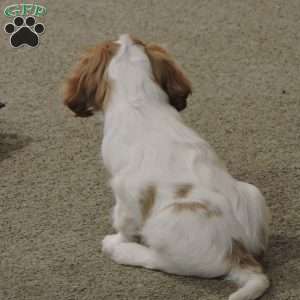Zachary, Cavalier King Charles Spaniel Puppy