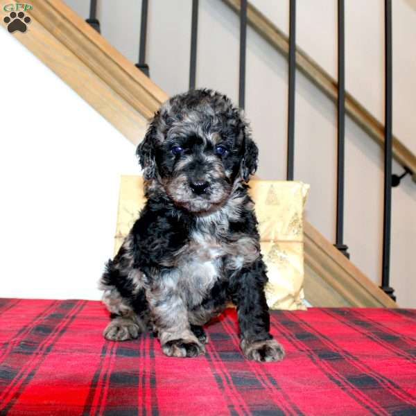 Kringle, Mini Labradoodle Puppy