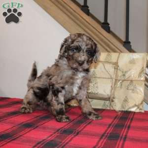 Kris, Mini Labradoodle Puppy