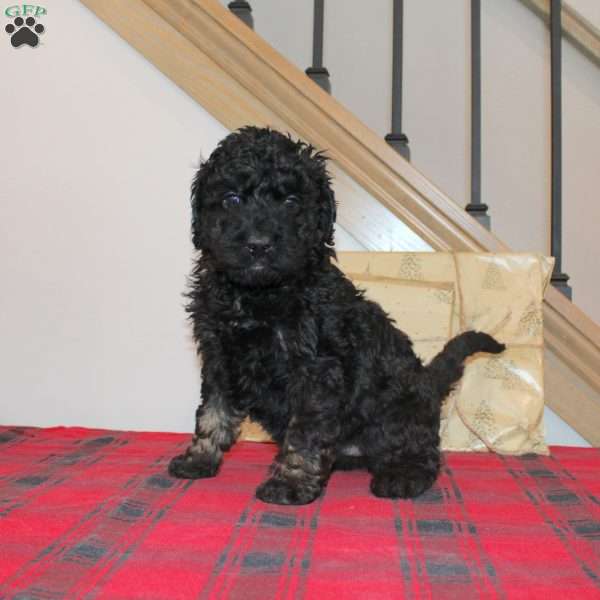 Koko, Mini Labradoodle Puppy
