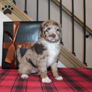 Karol, Mini Labradoodle Puppy