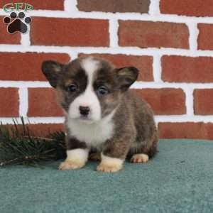 Jerry, Pembroke Welsh Corgi Puppy