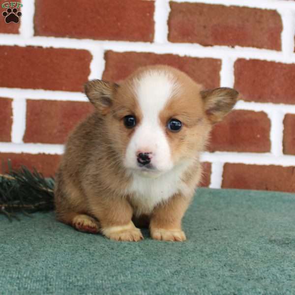 Jeremy, Pembroke Welsh Corgi Puppy