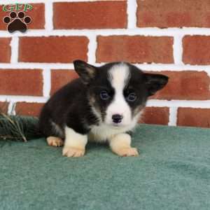 Josh, Pembroke Welsh Corgi Puppy