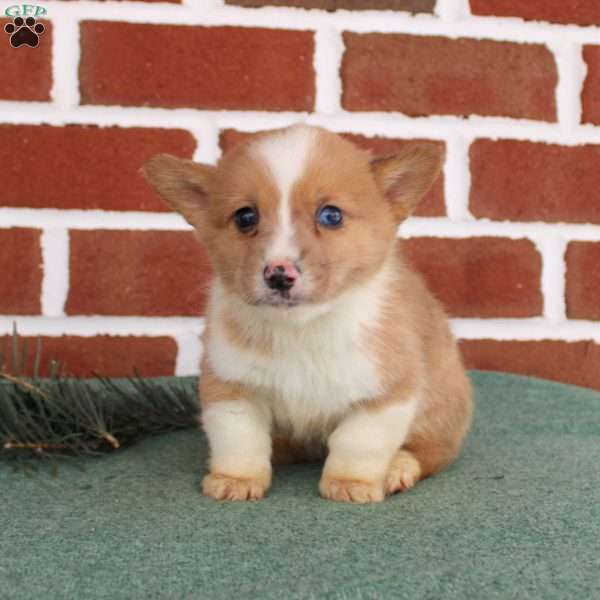Justin, Pembroke Welsh Corgi Puppy