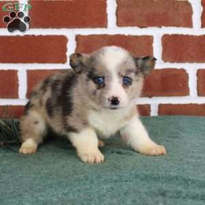 Jacob, Pembroke Welsh Corgi Puppy