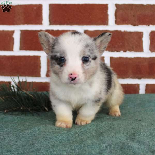Jack, Pembroke Welsh Corgi Puppy