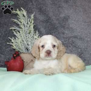 Star, Cocker Spaniel Puppy