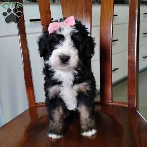 Willow, Bernedoodle Puppy