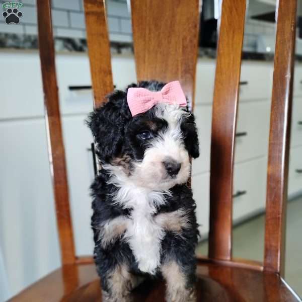 Willow, Bernedoodle Puppy
