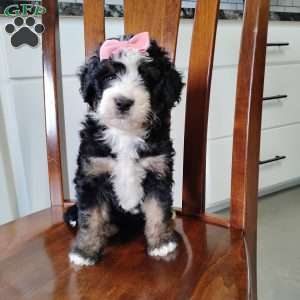Willow, Bernedoodle Puppy