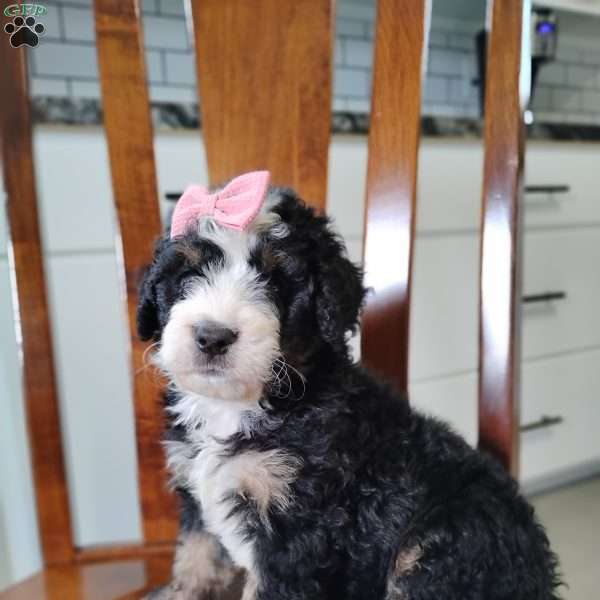 Willow, Bernedoodle Puppy