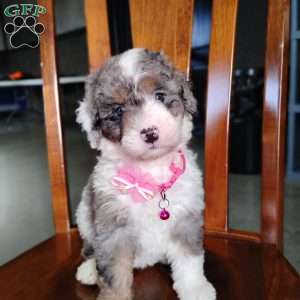Sadie, Bernedoodle Puppy