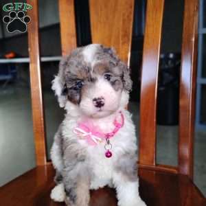 Sadie, Bernedoodle Puppy