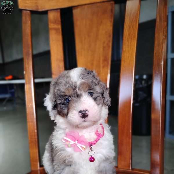 Sadie, Bernedoodle Puppy
