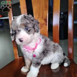 Sadie, Bernedoodle Puppy