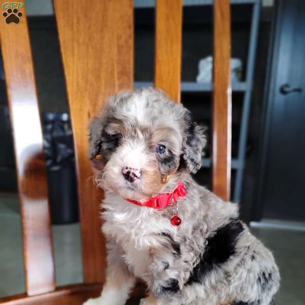Frost, Bernedoodle Puppy