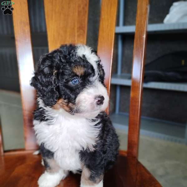 Roger, Bernedoodle Puppy