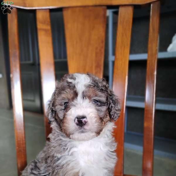 Cooper, Bernedoodle Puppy