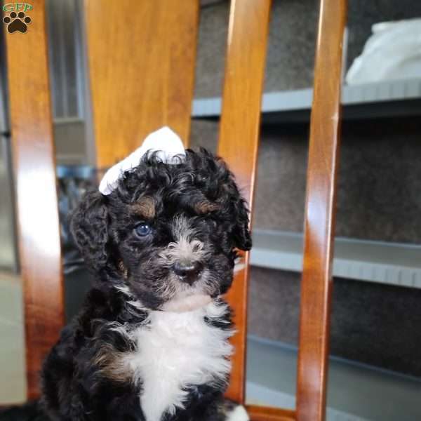 Gracie, Bernedoodle Puppy