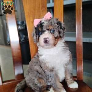 Holly, Bernedoodle Puppy