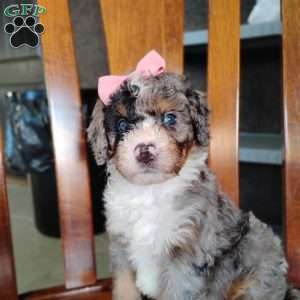 Holly, Bernedoodle Puppy