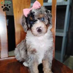Holly, Bernedoodle Puppy