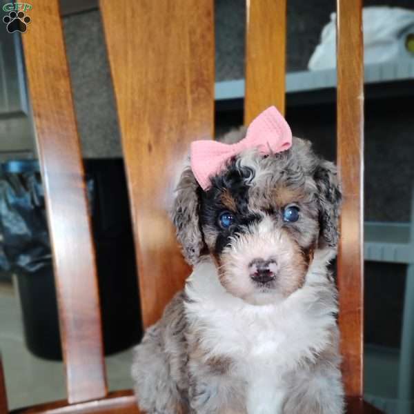 Holly, Bernedoodle Puppy