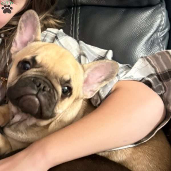 Fred, French Bulldog Puppy