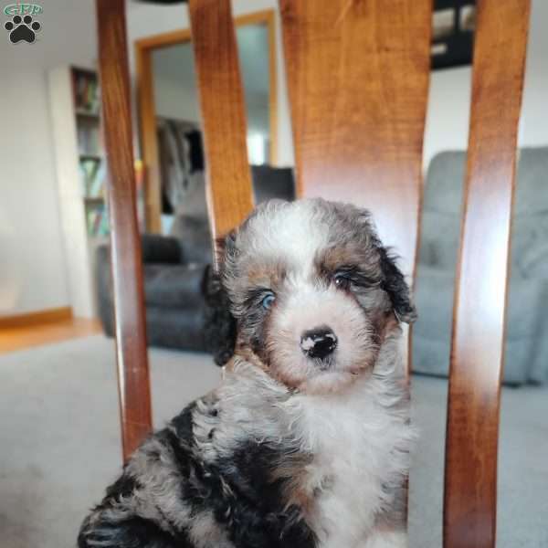 Gus, Bernedoodle Puppy
