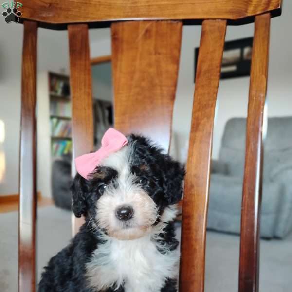 Penny, Bernedoodle Puppy