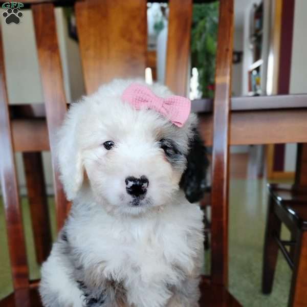 Zoe, Bernedoodle Puppy