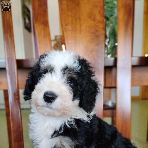 Cookie, Bernedoodle Puppy